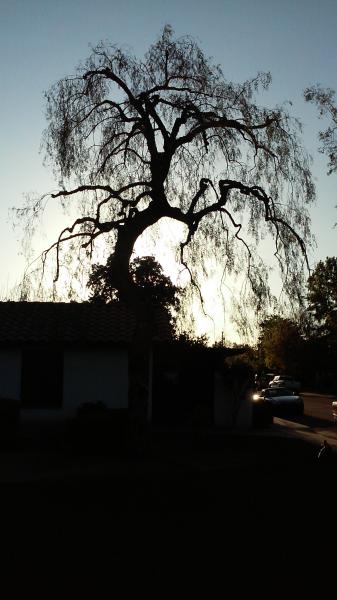 tree