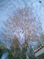 Pictures of recently trimmed trees