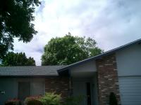 Pictures of recently trimmed trees