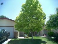 Pictures of recently trimmed trees