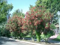 Pictures of recently trimmed trees