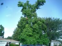 Liquid Amber before & after