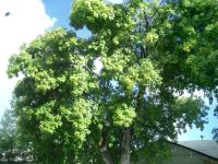 Pictures of recently trimmed trees