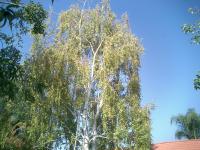 White Birch Trimmed Before & After