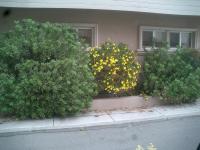 Pictures of recently trimmed trees