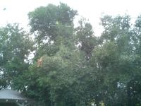 Pictures of recently trimmed trees