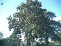 Magnolia tree Before & After