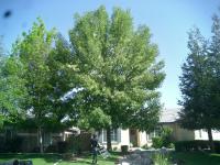 Pictures of recently trimmed trees