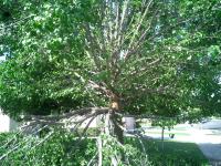 Pictures of recently trimmed trees