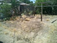 Pictures of recently trimmed trees