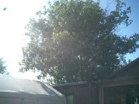 Magnolia & Persimmon Before & After