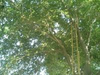 Pictures of recently trimmed trees