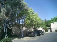 Pictures of recently trimmed trees