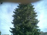 Pictures of recently trimmed trees