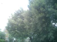 Pictures of recently trimmed trees