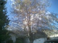 Pictures of recently trimmed trees