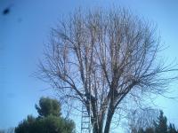 Pictures of recently trimmed trees