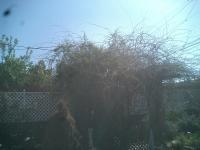 Pictures of recently trimmed trees