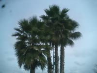 Pictures of recently trimmed trees