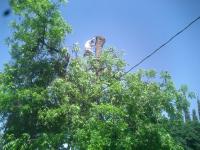 Pecan tree Cleared for power line
