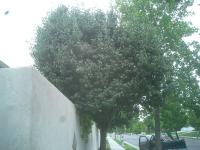 Pictures of recently trimmed trees