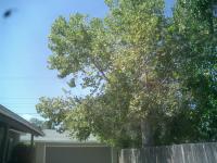 Pictures of recently trimmed trees