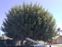 Carob Trimmed Before& After