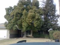 Pictures of recently trimmed trees