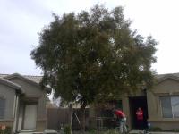 Pictures of recently trimmed trees