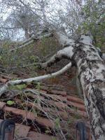 Pictures of recently trimmed trees