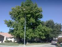 Liquid Amber Before & After