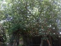 Pictures of recently trimmed trees