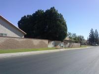 5 Podocarpus TRIMMED Before & After