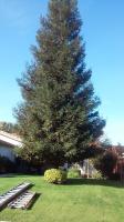 RedWood never been Trimmed, Good for me !!!!