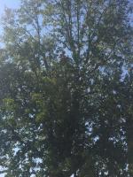 Trim Liquid Amber Tree 4 Solar Panels