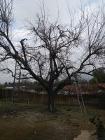 Big Mulberry 🌳 4th time trimmed by Zack and I.