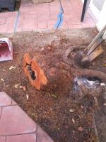 Pictures of recently trimmed trees