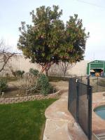 Strawberry 🌳 Trimmed Before & After