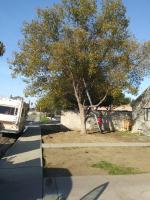 Camphor 🌳 Trimmed.🐵