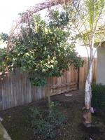 Little Orange trimmed and 🌴 removed🐵