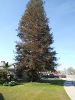 If you have to trim your Redwood this is what they should look like when finished.