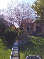 Pictures of recently trimmed trees