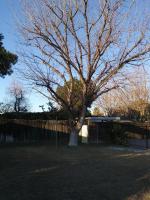 Before & After Maple 🌳