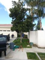 Little Magnolia Before & After