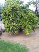 Old Orange & Walnut 1st Time Trimmed by a professional🐵