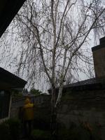 Birch 🌳 Cleaned up.