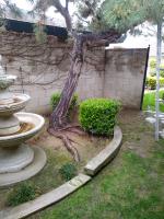 Pictures of recently trimmed trees