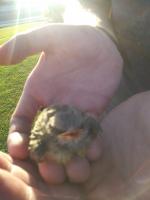 Pictures of recently trimmed trees