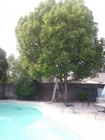 Camphor over pool to many leaves 😎