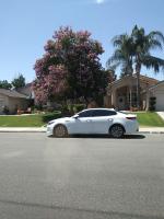 Pictures of recently trimmed trees